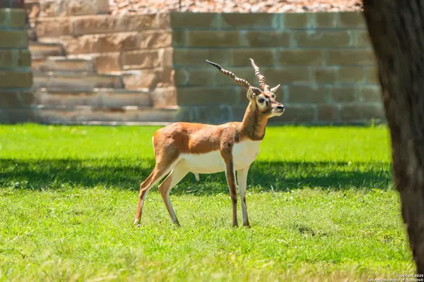 Kerrville, TX 78028,1314 Saddle Club Drive