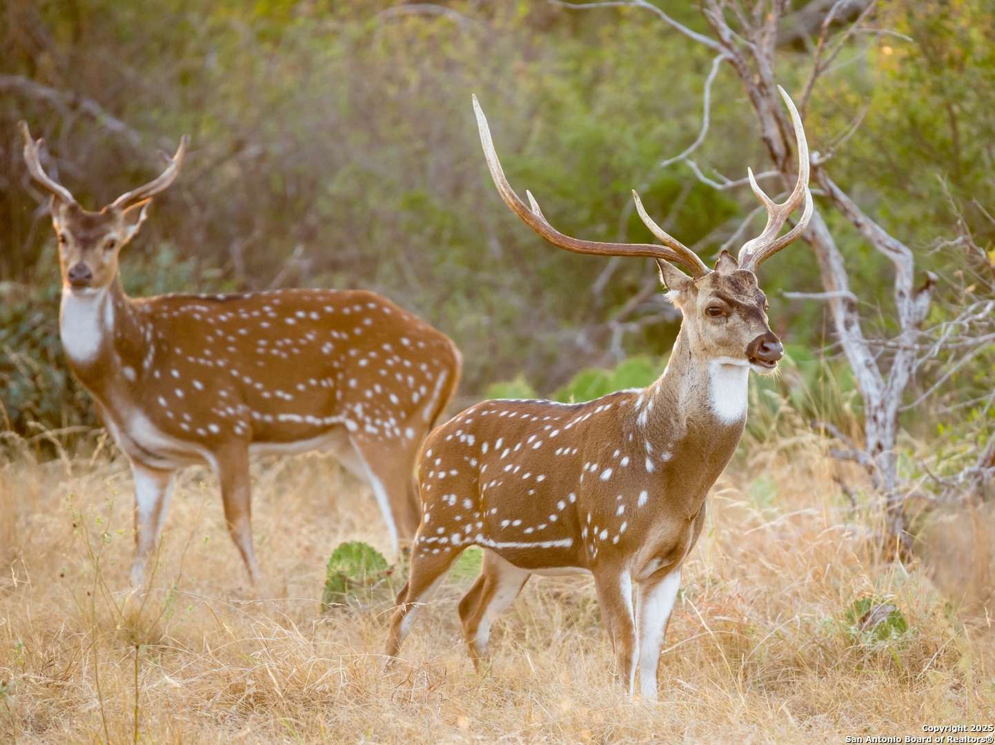 LOT 29 Vaquero Pass, Boerne, TX 78006