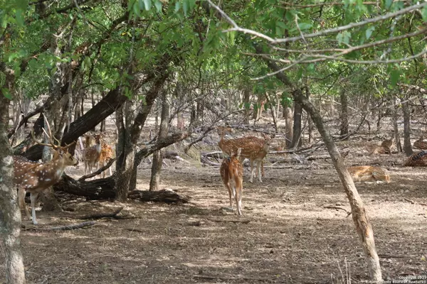 Bandera, TX 78003,LOT 23 Cypress