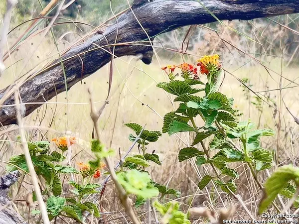 Natalia, TX 78059,TBD County Road 6813