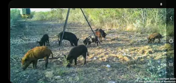 George West, 78022,449 Double Eagle