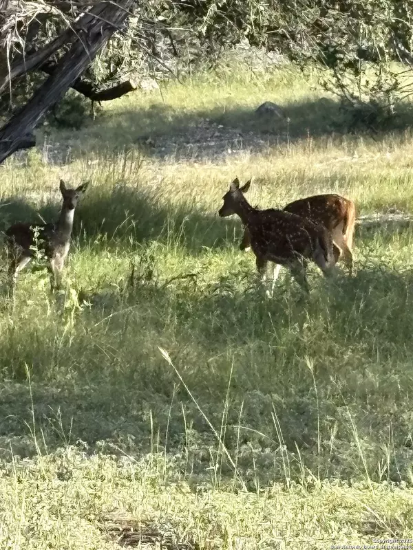 Uvalde, TX 78801,41 White Tail Run