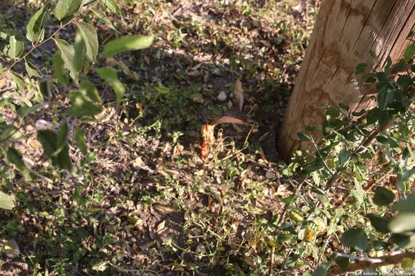 Lacoste, TX 78039,15827 Brewster