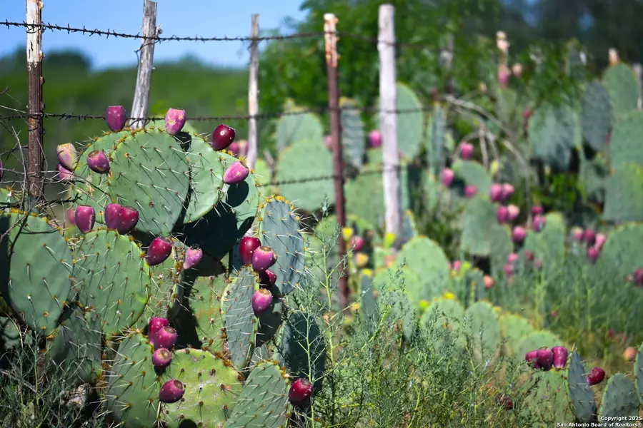 LOT 36 County Road 2500, Bigfoot, TX 78005