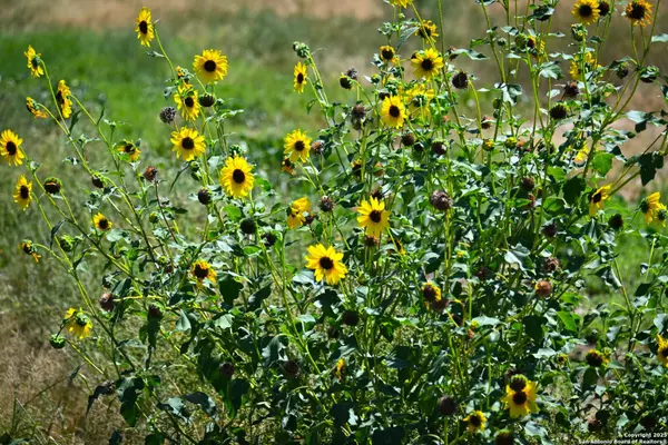 Bigfoot, TX 78005,LOT 36 County Road 2500