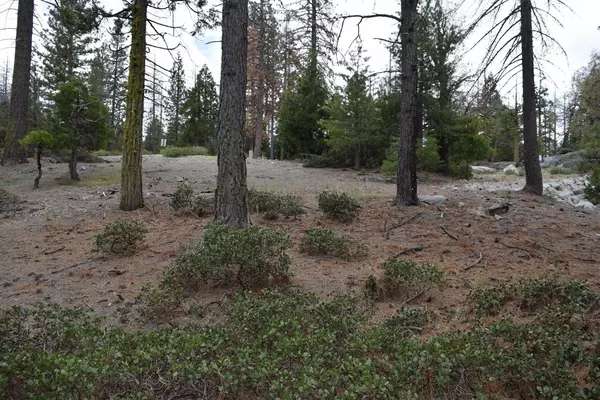 Shaver Lake, CA 93664,0 Fawn Lilly Lane