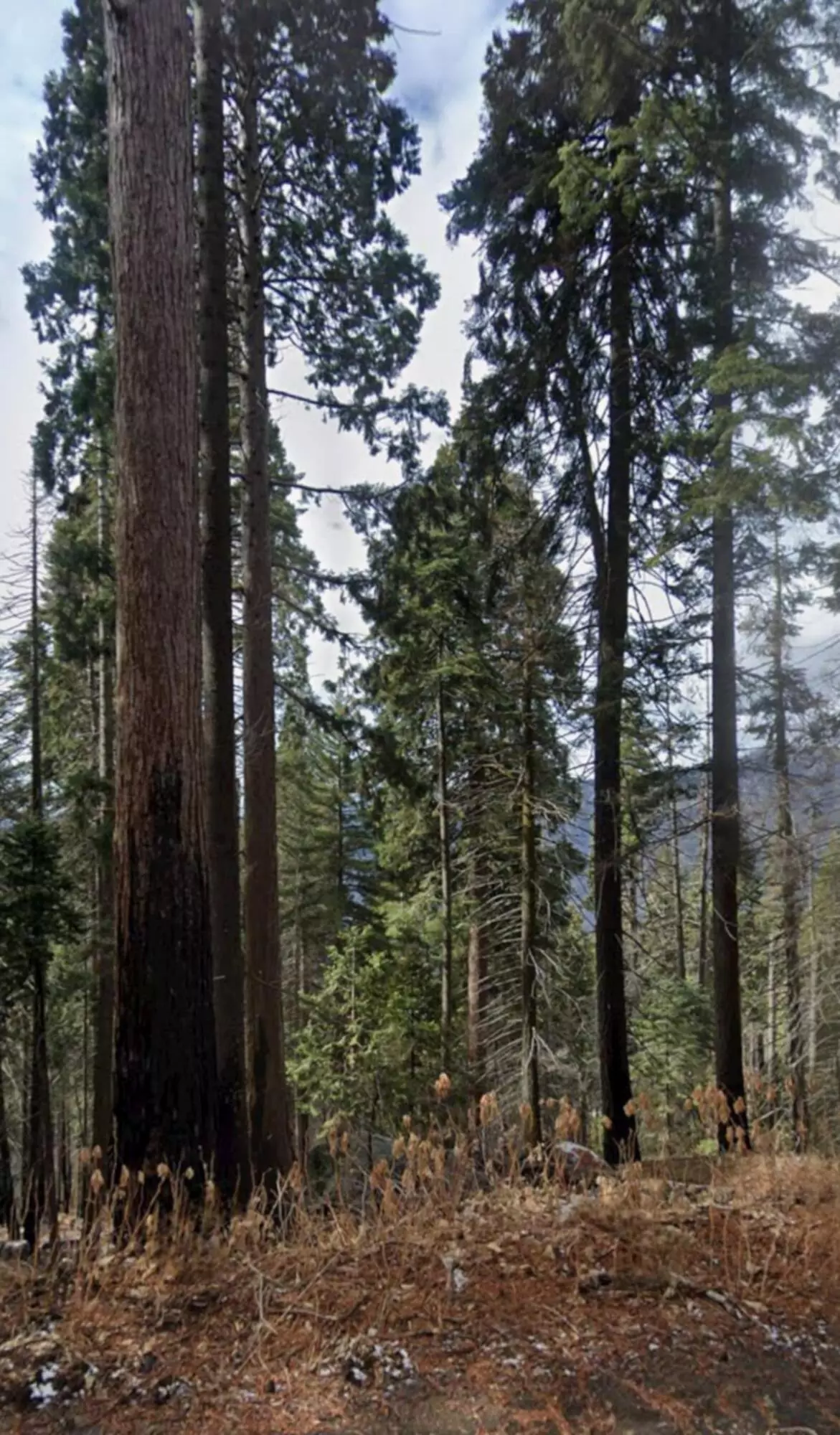 Springville, CA 93265,54864 Alder Drive