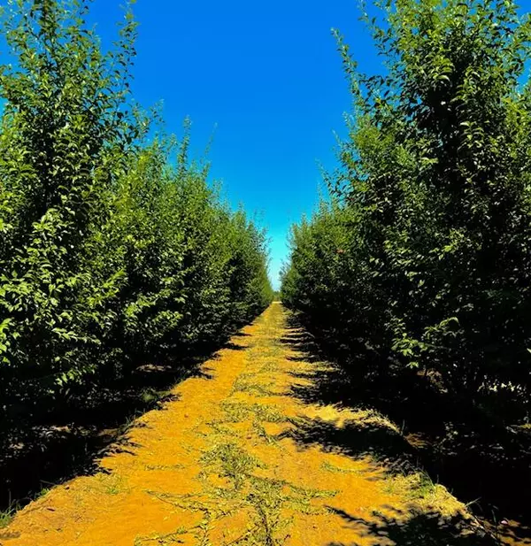 Dinuba, CA 93618,42682 Rd 72