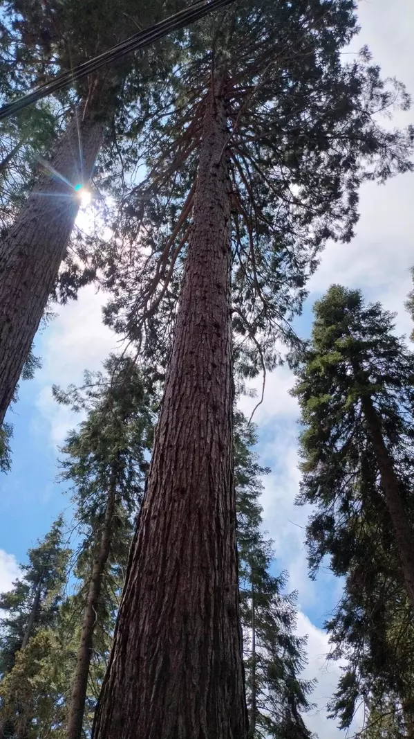 Sequoia Crest, CA 93265,54534 Manzanita Drive