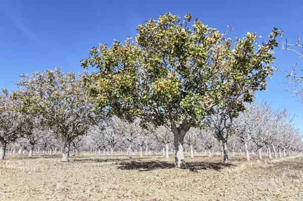 Mendota, CA 93640,33571 W Adams Avenue