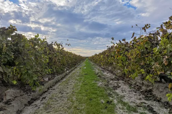 Caruthers, CA 93609,11836 S Hughes Avenue