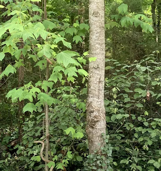 3207 Argyll Drive, Sanford, NC 27332