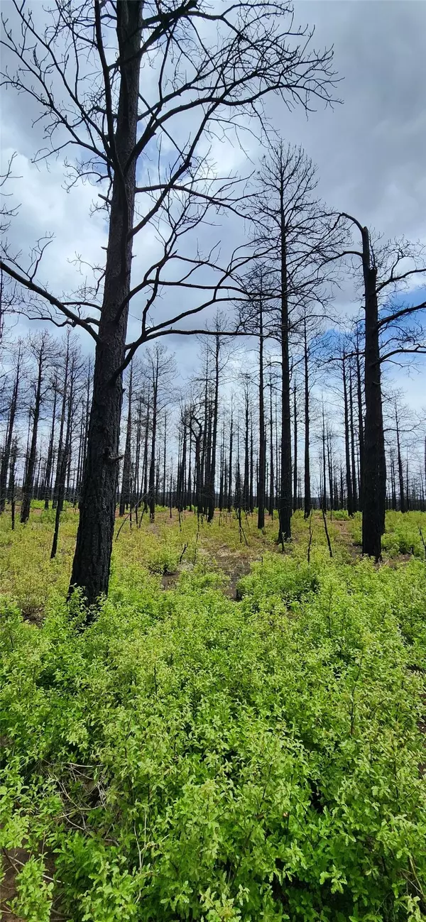 Mineral Hill, NM 87701,35 Acres Mineral Hill