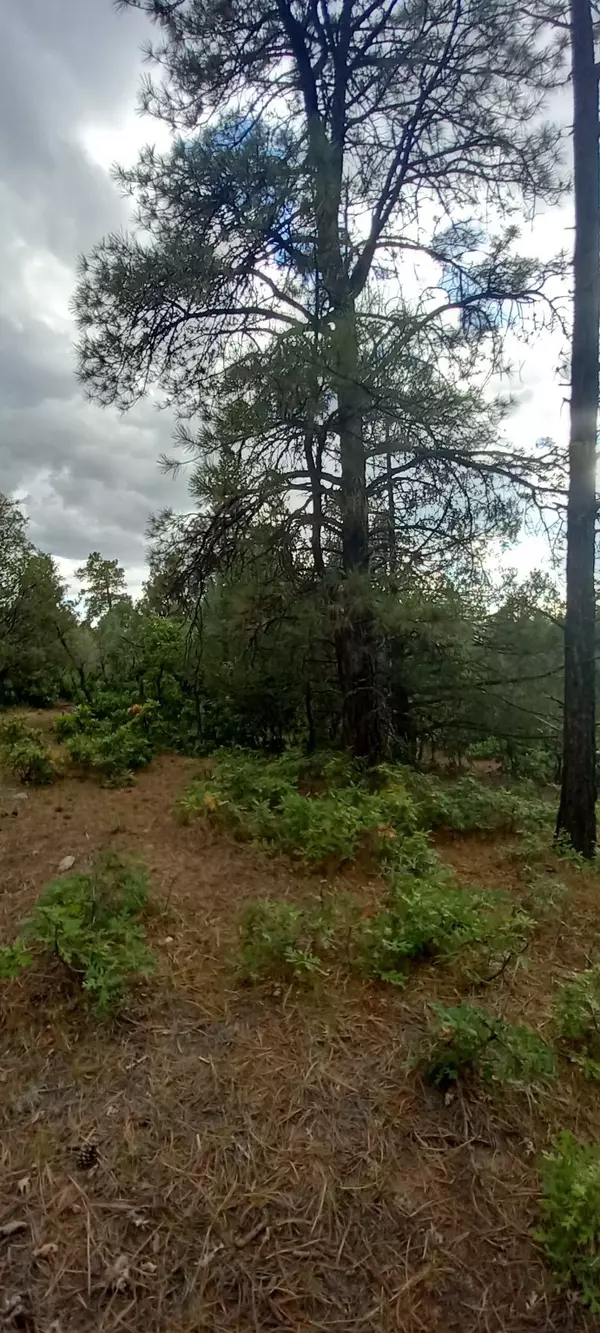 Chama, NM 87520,0 1781