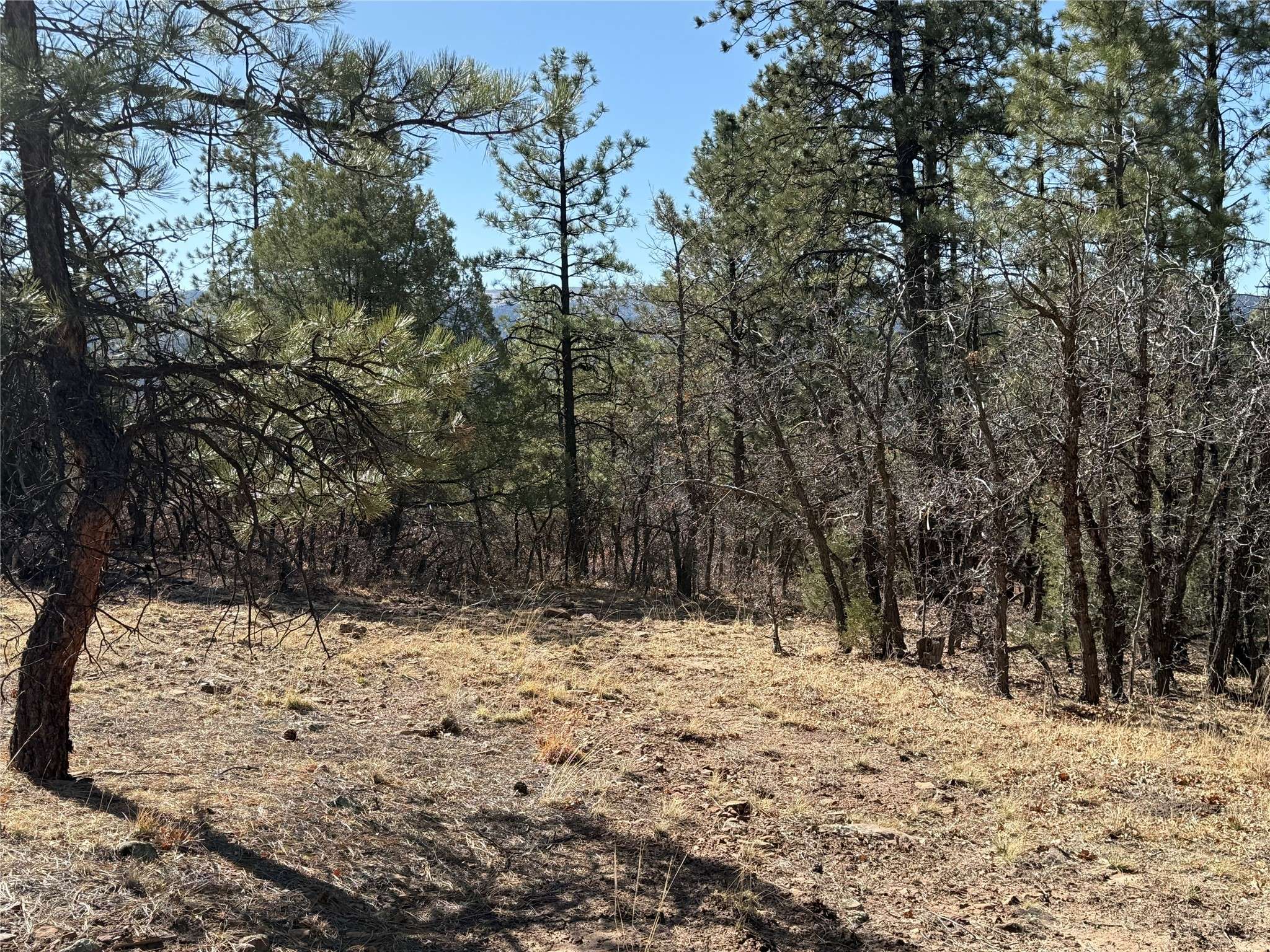 Chama, NM 87520,0 Big Oaks 3