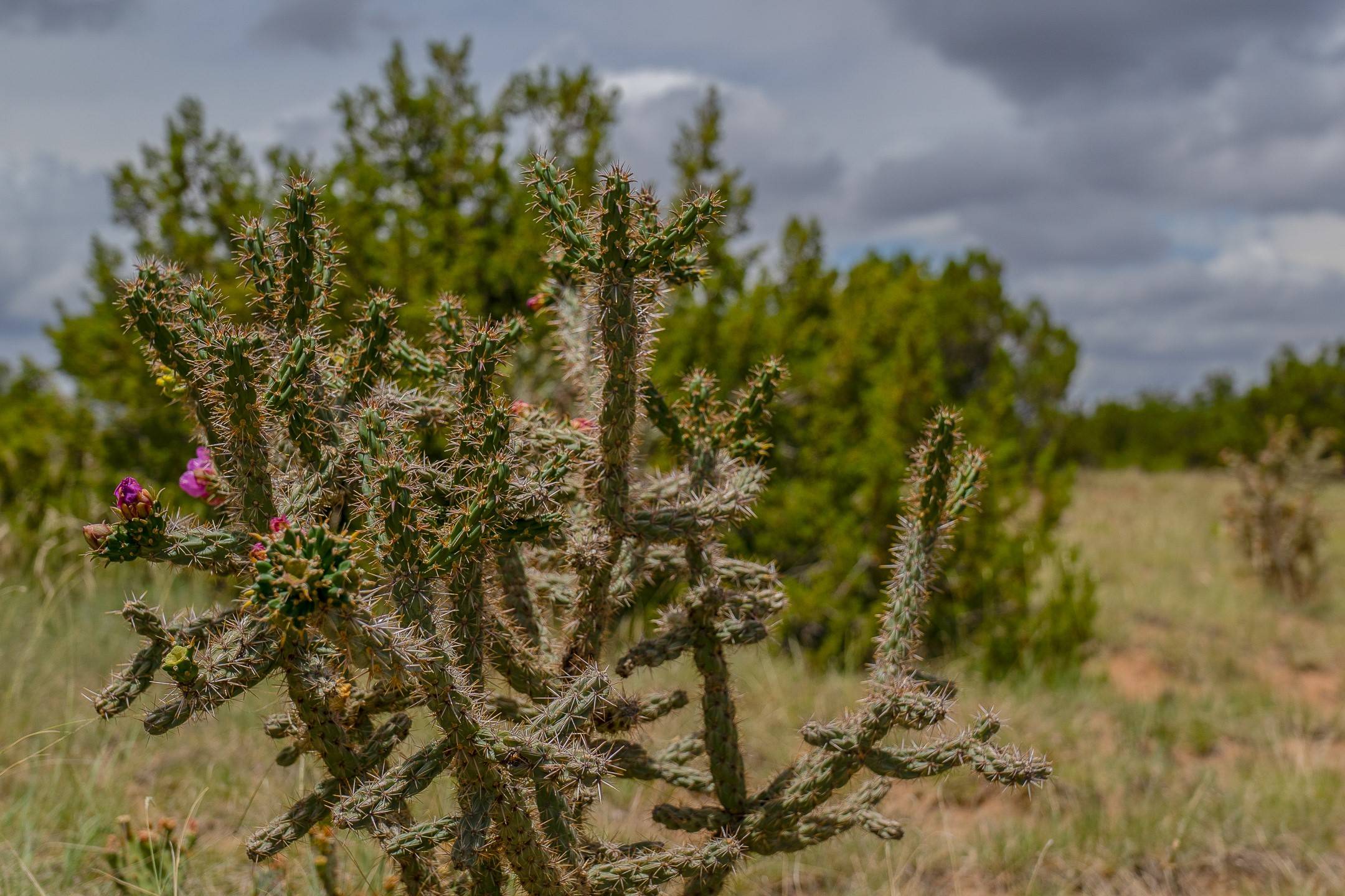 Santa Fe, NM 87508,23 Black Canyon