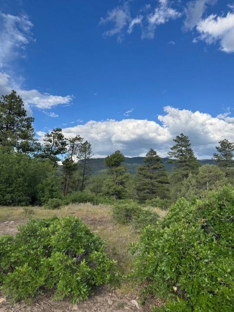 Chama, NM 87520,Owls 1 Blue Spruce