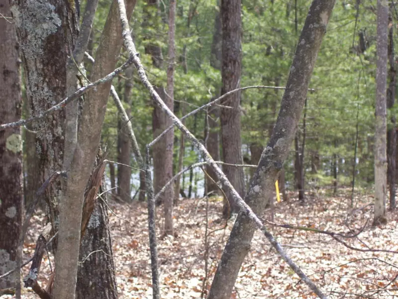 N Perch Lake Drive, Bitely, MI 49309