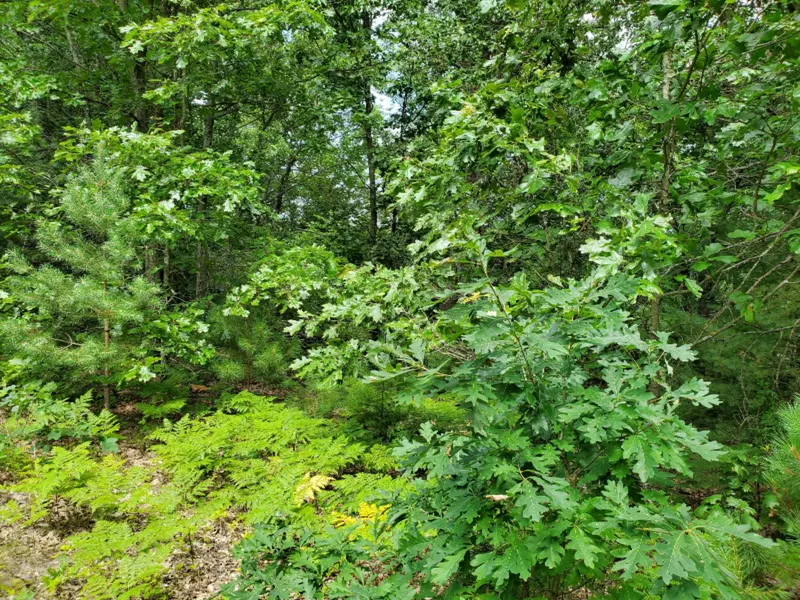 12950 East Banks Lake NE Road #CPGR-11, Gowen, MI 49326