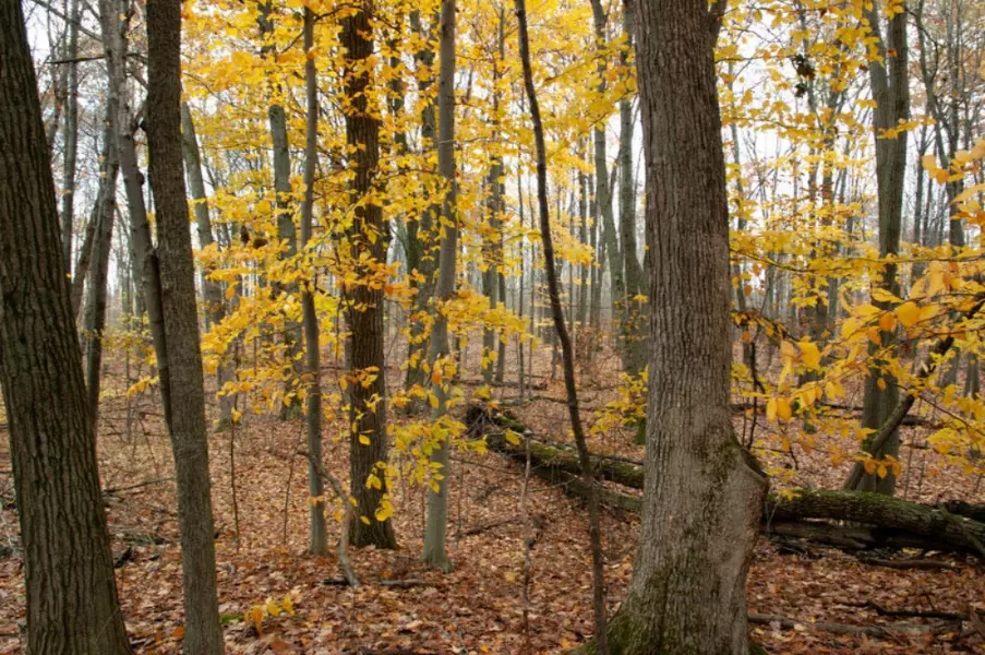 10242 Lake Shore Drive, Evart, MI 49631