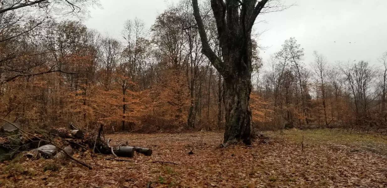 W Hammet Road, Pentwater, MI 49449