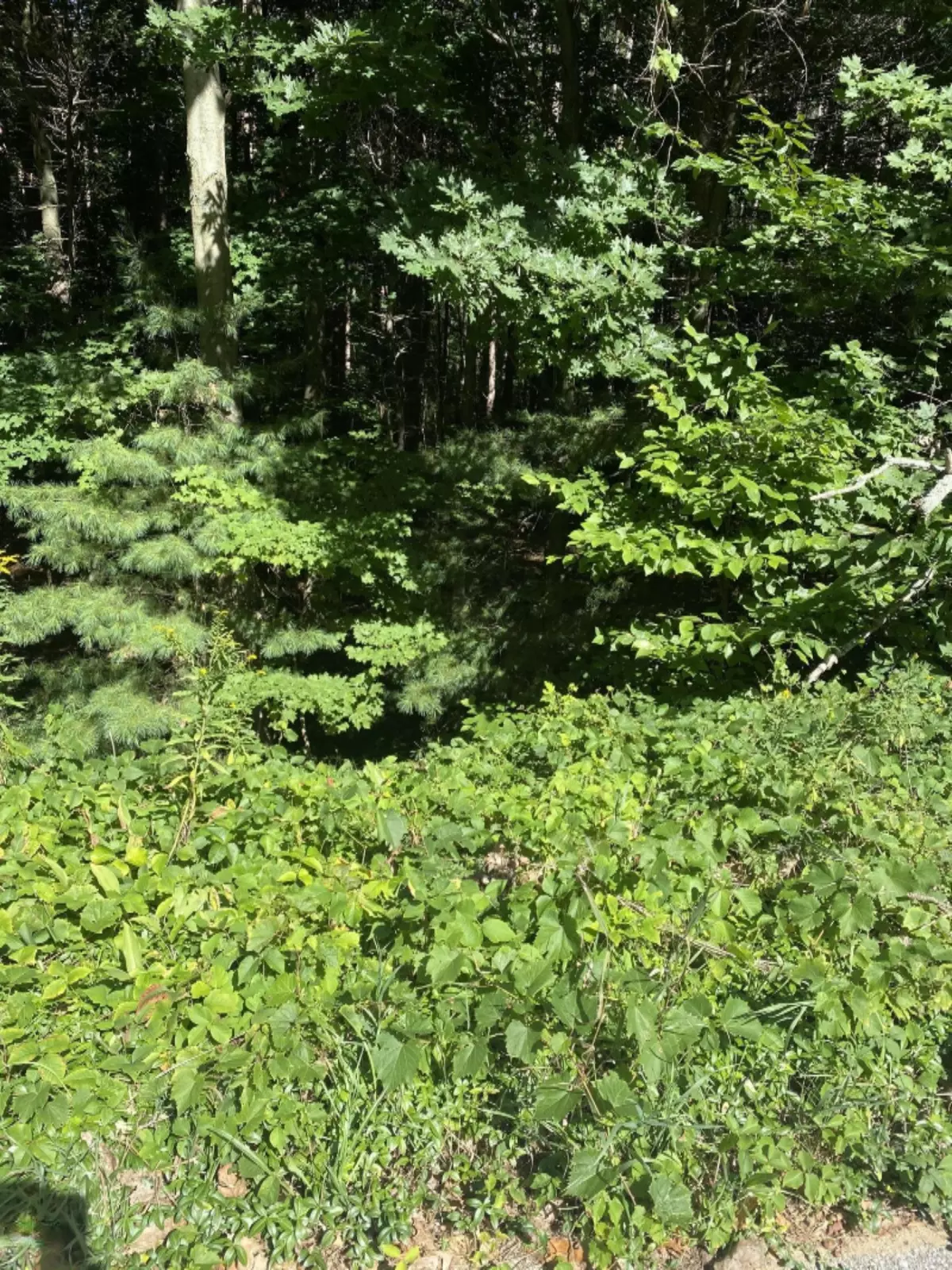 West Olive, MI 49460,9926 Lakeshore Drive