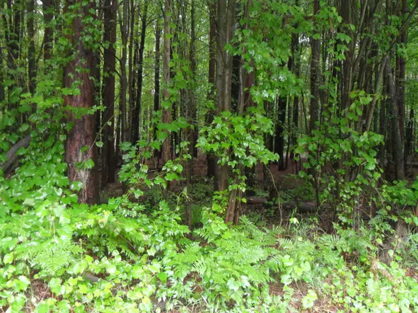 West Olive, MI 49460,00 152nd Avenue