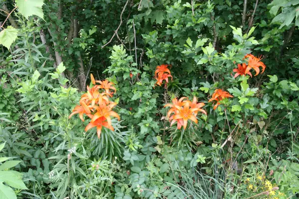 Saugatuck, MI 49453,Lot ''B'' Hidden Creek Trail