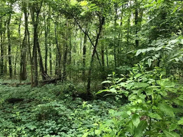 Litchfield, MI 49252,0 V/L Homer Road