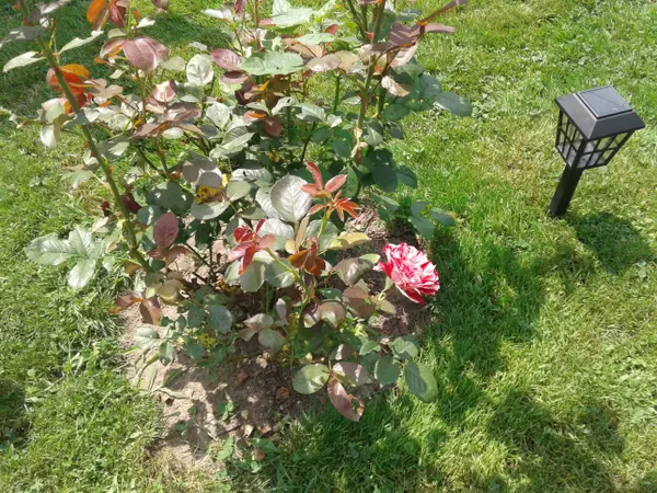 Litchfield, MI 49252,216 E Saint Joe Street