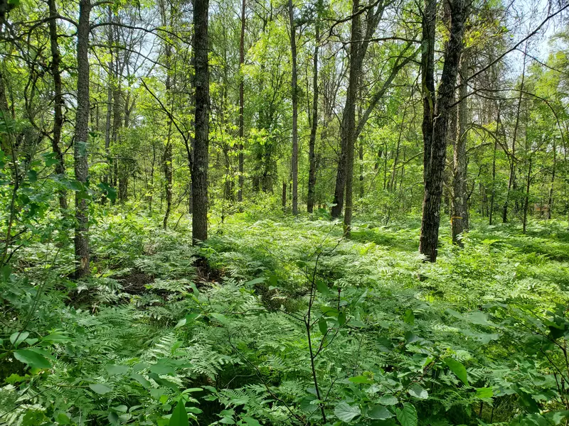 S Nelson Road, Idlewild, MI 49642