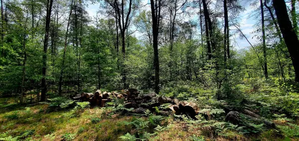 Idlewild, MI 49642,4912 S Nelson Road