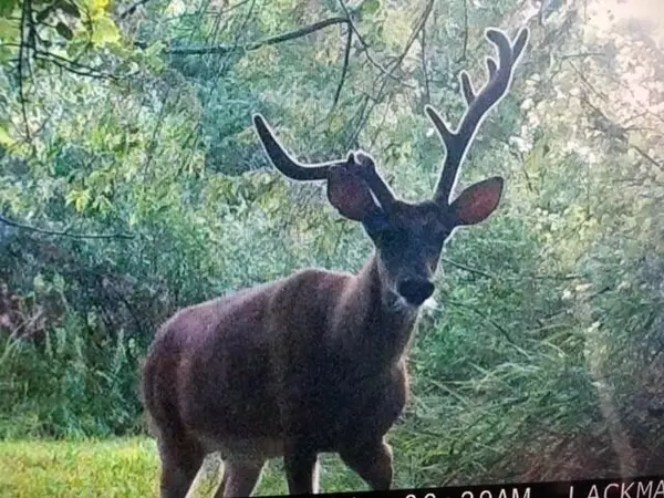 Pittsford, MI 49271,11360 E Bacon Road