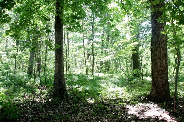 Three Rivers, MI 49093,4 Acres Limberlost Rd