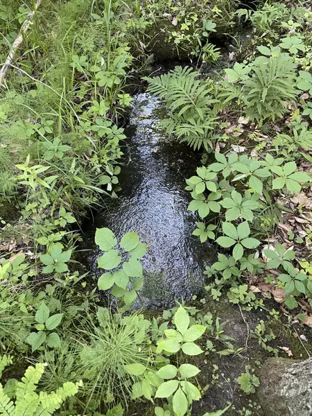 Timber Ridge Road, East Jordan, MI 49727