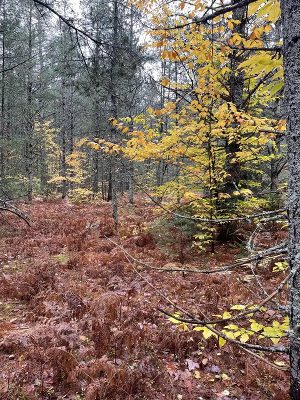 Munising, MI 49862,V/L 11.5A County Road 626