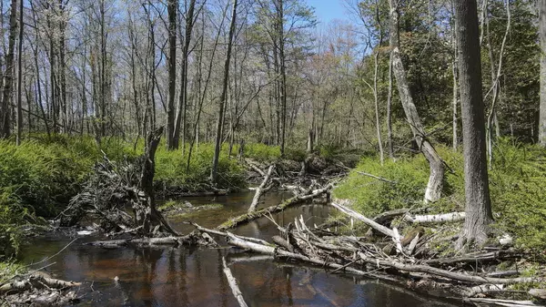 Manistee, MI 49660,4395 Windward Forest Trail