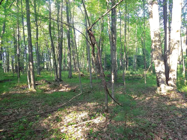 Manistee, MI 49660,Koenig Road #D