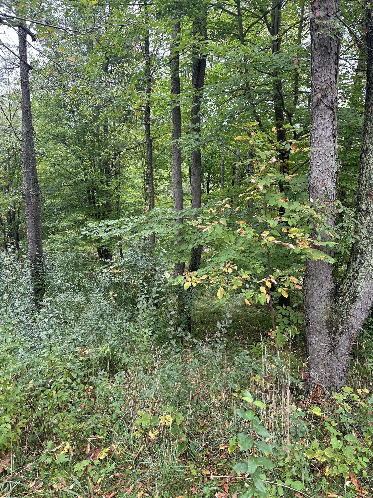 Saranac, MI 48881,8550 Woodland Drive