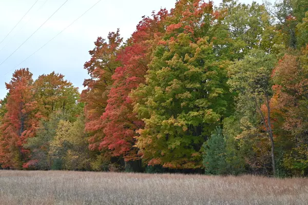N Cedar Street Kalkaska, MI 49646