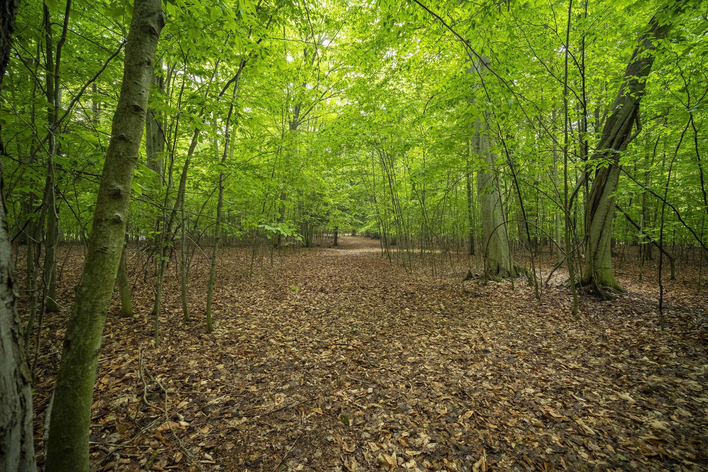 Wildwood Trail, Manistee, MI 49660