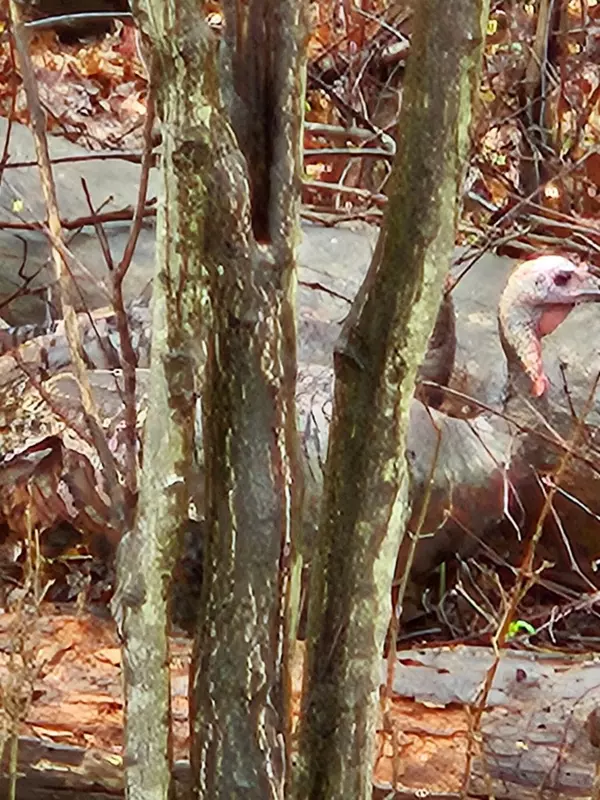 Kalamazoo, MI 49048,V/L E L Avenue