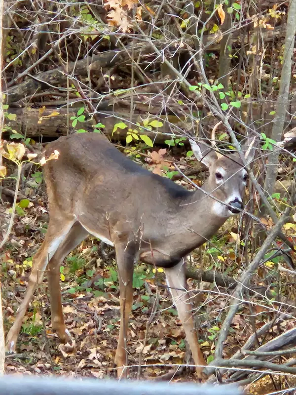 Kalamazoo, MI 49048,V/L E L Avenue