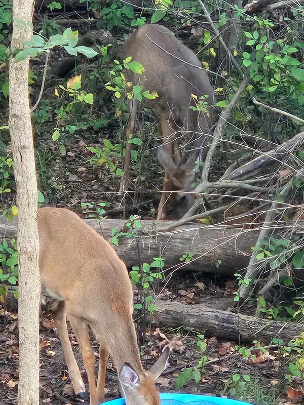 Kalamazoo, MI 49048,V/L E L Avenue