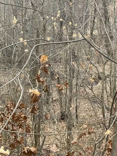 Coloma, MI 49038,0 Wilson Street