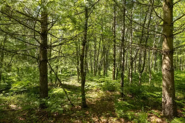 Bitely, MI 49309,0 V/L W 13 Mile Rd. #Par C