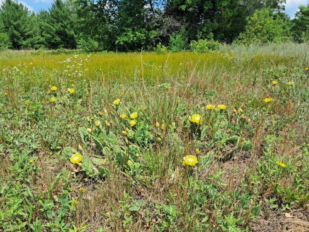 Newaygo, MI 49337,12.86AC Barberry Avenue