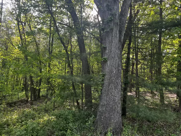 Saranac, MI 48881,Parcel A Ivan Road