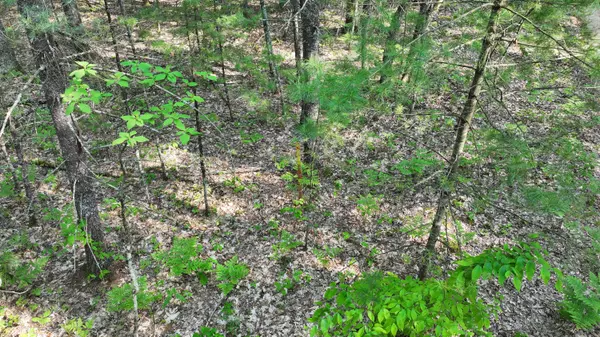 Free Soil, MI 49411,V/L Benson Road