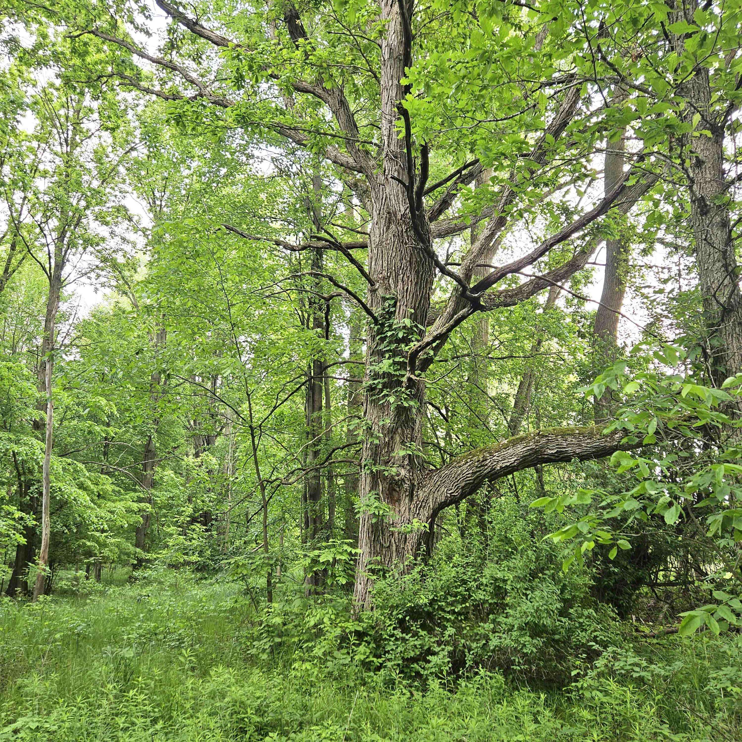 Millington, MI 48746,V/L Murphy Lake Road